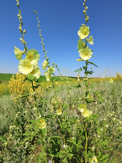 In a field under a clear blue sky, two tall stalks of pale yellow hollyhock flowers stand prominently in the foreground. One stalk, on the left, is slightly shorter and shows several open blooms and numerous buds. The other stalk, on the right, is taller, with fewer open flowers but also covered in buds. Green leaves and stems are visible on both stalks. Behind the hollyhocks, a dense field of other plants stretches into the distance. To the left, a thicket of yellow wildflowers adds a vibrant splash of color. Further back, a gently rolling green hill under the blue sky suggests a rural landscape. The overall impression is a sunny, natural scene. The location is the city of Krasnostepnovskoe, Russia.