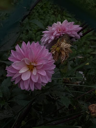 The image depicts a close-up view of two pink dahlia-type flowers in a natural, overgrown setting within Longone al Segrino, Italy. The prominent flower, located on the left, features multiple layers of delicate pink petals with a lighter, yellowish-white center, appearing fully bloomed. To its upper right, another pink flower, similar in appearance, is partially visible and also in bloom. Between and beneath these fresh blooms, two withered, shriveled, brown-yellow flower heads are present, indicating a state of decay. The background consists of dark green foliage, out of focus, suggesting a dense plant environment. The lighting is dim, emphasizing the natural colors and textures of the flowers and leaves.