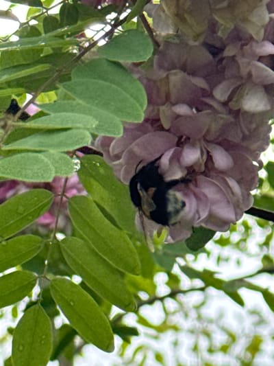 A close-up, eye-level shot focuses on a cluster of pale pink, multi-petaled flowers of what appears to be a wisteria plant, with a bumblebee actively foraging within one of the blossoms. The bee, primarily black with hints of yellow, is partially obscured by the delicate flower petals, its body bent into the center of the bloom. Green leaves, some with a slightly fuzzy texture, surround the flowering cluster, creating a natural, organic backdrop. The lighting suggests it is daytime, with soft light illuminating the scene. The image captures a serene moment in nature, highlighting the interaction between the bee and the flower. There is no visible text in the image. The location context of Proletarsky, Russia, places this scene within a natural outdoor environment where wisteria commonly grows.
