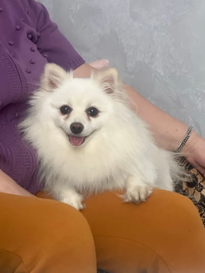 A white fluffy dog, consistent with a Pomeranian breed, is positioned centrally, facing directly towards the observer. The dog exhibits dark eyes, a black nose, and its mouth is open with a pink tongue visible, suggesting a contented expression. Its front paws rest on the lap of a seated individual, whose legs are clad in orange-brown trousers. The individual's left arm, wearing a purple knitted garment with textured bobbles, is partially visible to the left of the dog. The individual's right arm, adorned with a silver-colored chain-link bracelet, is partially visible to the right. A dark brown and light brown patterned fabric is visible beneath the individual's right arm. The background consists of a light gray wall with subtle, wavy, marbled patterns. The scene takes place indoors, in the city of Пугачёво, Russia.