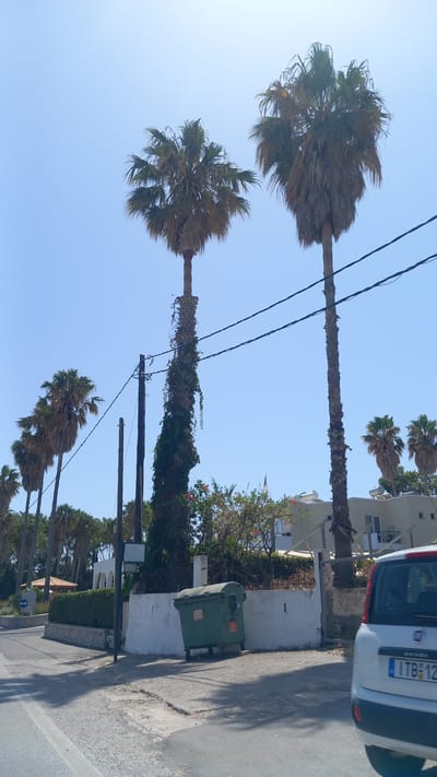This is a ground-level, eye-level, full shot of a street scene in Heraklion, Greece, taken on a clear, sunny day with a bright blue sky. Dominating the frame are several tall palm trees, some with sparse fronds, lining the street. In the foreground, a white car, identified by its license plate as bearing "ITB-12", is partially visible on the right side of the image, facing away from the viewer and towards the left. To the left of the car, a green dumpster is positioned on the sidewalk next to a white wall. The wall appears to be part of a property with some vegetation and buildings in the background. Power lines are strung across the upper portion of the image, supported by utility poles. The street itself is paved with asphalt, showing some signs of wear and tear. The overall environment suggests a warm, Mediterranean climate.