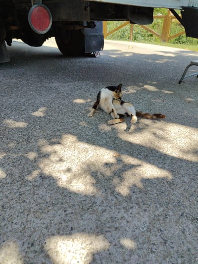 In Kalambaka, Greece, a calico cat is lying on an asphalt surface, partly in shade cast by a truck. The cat, predominantly white with black and brown patches, is positioned on its side, grooming its hindquarters. Its tail, a mix of brown and tan with darker stripes, is extended behind it. A small, light-colored object, possibly a piece of food, is near the cat's front paws. The truck's undercarriage is visible above the cat, with a red reflector on the left side and a tire on the right. The ground is a rough asphalt with small pebbles. In the background, a wooden fence and green foliage suggest an outdoor, possibly rural or semi-rural setting. The lighting indicates it is daytime, with strong sunlight creating dappled shadows across the scene.
