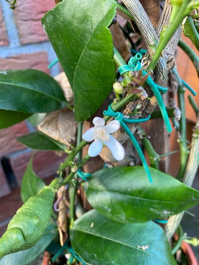 A close-up, eye-level shot showcases a small, white flower blooming on a tree branch. The flower, with five delicate petals and a yellow center, is the primary subject. Surrounding the flower are several green leaves and the textured bark of the branch. The branch is supported by bright green plastic ties, some of which are wrapped around it. Small buds and what appears to be a developing fruit, elongated and green with a textured rind, are also visible on the branch. The background is softly blurred, revealing hints of a brick wall and other foliage. The overall impression is one of nature in growth, with a focus on the delicate beauty of the single bloom. The lighting suggests it is daytime, possibly outdoors. There is no visible text in the image.