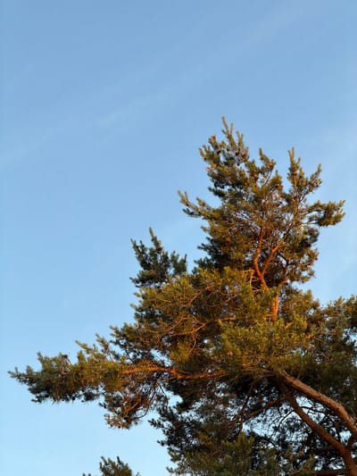 The image captures a close-up, low-angle view of pine tree branches against a clear, pale blue sky. The branches, laden with green needles and small brown pine cones, extend from the upper right quadrant of the frame, with some branches drooping downwards. The bark of the branches appears rough and reddish-brown, suggesting mature wood. The lighting indicates it is either early morning or late afternoon, with a warm glow illuminating some of the needles and branches, casting subtle shadows. The background is a vast expanse of serene blue sky with no clouds visible, creating a sense of open space and tranquility. The setting is outdoors, likely a natural environment where pine trees are prevalent, and given the location context, this could be in or around Helsingborg, Sweden. There are no people or specific objects other than the natural elements of the tree and sky. The overall mood is peaceful and natural. There is no visible text in the image.