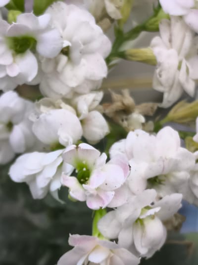The image is a close-up, out-of-focus shot of a cluster of white flowers. The flowers have multiple petals and appear to be growing on a stem with some green foliage visible. The background is blurred and dark, suggesting an outdoor setting, possibly a garden. The scene does not contain any people, actions, or specific locations within Dobrogea Veche, Moldova.