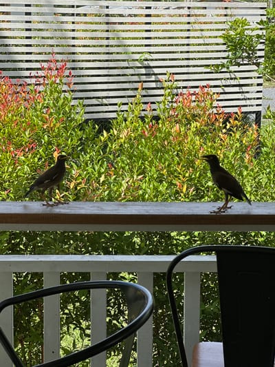 View from a porch or deck in Moo 4, Thailand, featuring two common myna birds perched on a wooden post and searching for food among lush green foliage. A white slatted fence partially obscures the foliage and a paved area beyond. To the right, a black chair frame suggests an outdoor seating arrangement. The scene is bathed in natural light, indicating a sunny day.