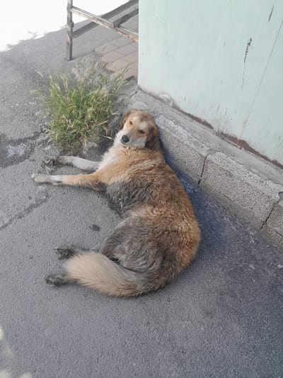A medium-sized, light brown and tan mixed-breed dog is lying on its side on a paved surface, leaning against a light green wall. The dog's fur appears somewhat matted and dirty, particularly on its underside and legs. Its eyes are open, and it appears to be looking towards the camera. To the left of the dog, a clump of dry, tall grass is growing through cracks in the pavement. In the background, to the left, a portion of a rusty metal structure is visible, casting a shadow on the ground. The ground itself is made of asphalt or similar paving material, with some lighter-colored, possibly concrete, blocks or a curb near the wall. The lighting suggests it is daytime, with shadows indicating sunlight. The scene appears to be an outdoor urban or semi-urban setting.
