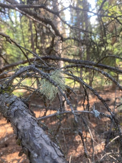 A close-up, shallow-depth-of-field photograph captures a dead tree branch in Haines Junction, Canada. The branch is covered in gray, textured bark and is entwined with wispy, pale green lichen, which hangs in feathery clusters. The background is a blur of green and brown, suggesting a forest environment with dappled sunlight filtering through the trees. The lighting is soft and diffused, highlighting the intricate details of the lichen and the rough texture of the bark. No people are visible in the image.
