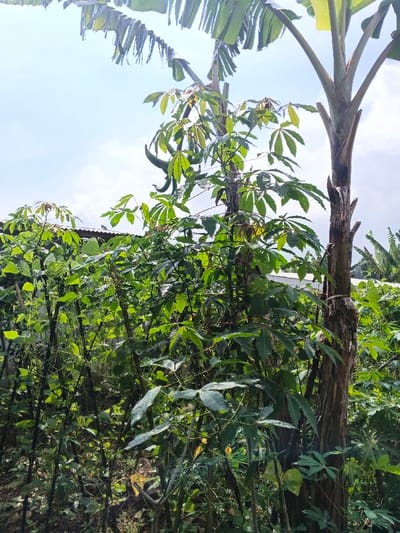 Lush greenery fills the frame. Cassava plants with distinct palmate leaves dominate, interspersed with bean plants climbing upwards. A banana tree trunk stands tall, adorned with broad leaves. The background reveals a mix of foliage, hinting at a diverse garden or agricultural setting. A hint of blue sky and scattered clouds appear above the plants.