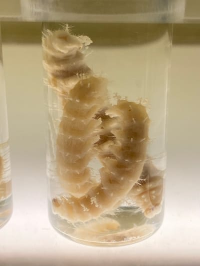 The image depicts several pale, fleshy specimens, likely invertebrates, preserved in a clear liquid within a cylindrical glass jar. The creatures have a segmented, somewhat wrinkled appearance with numerous, fine, hair-like protrusions. The jar is positioned horizontally on a surface, likely within a museum or laboratory setting. The image lacks any definitive indicators to pinpoint the location within Konya, Turkey, or to suggest the involvement of any people, subjects, objects, actions, or interactions beyond the specimen's preservation. The environment is defined by the sterile and artificial context of a specimen container.