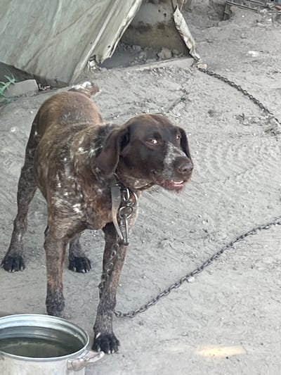 A medium-sized, brown and white spotted dog stands on a dirt surface, facing towards the right of the frame with its mouth slightly open. The dog is wearing a dark collar with a metal attachment. In the lower left corner, a silver metal bucket filled with water is visible. The background consists of a rough, textured surface, with some debris and a light-colored, tent-like structure. A metal chain extends from the dog's collar and snakes across the ground towards the right side of the image. The scene appears to be an outdoor area, possibly a yard or enclosure. The image was taken in Sadovo, Bulgaria.