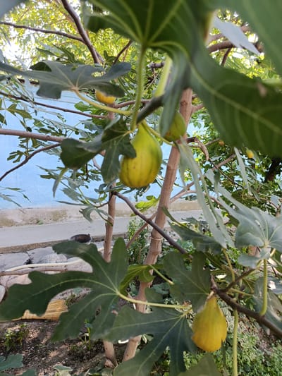 A close-up shot of a fig tree branch with several ripe yellow figs hanging from it. The figs vary in size and are mostly smooth, with some showing slight imperfections. Large, dark green, lobed fig leaves are prominent in the foreground and middle ground, some obscuring parts of the figs and branches. The background is a blur of green foliage, dappled sunlight, and a light blue wall. To the lower left, a portion of a concrete path is visible, along with a straw broom leaning against the base of the tree. The scene is set outdoors, likely in a garden or yard. The image appears to be taken in Shahrisabz City, Uzbekistan, based on the provided context.