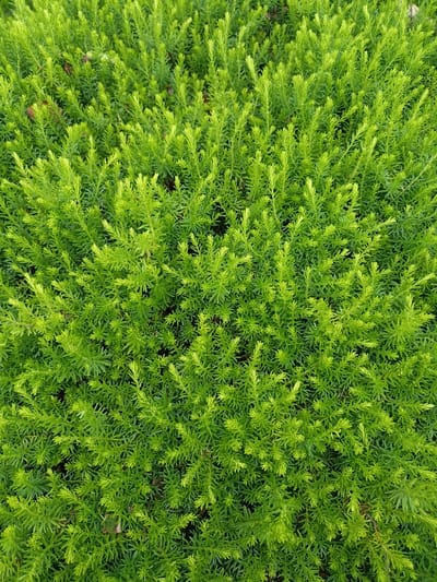 The image is a close-up, top-down view of a dense, vibrant green shrub. The foliage is composed of numerous small, needle-like leaves, creating a textured and bushy appearance. The plant's branches are tightly packed, with new growth at the tips appearing a lighter, almost yellow-green. The overall impression is one of lush, healthy vegetation. There are no people, animals, or man-made objects visible in the frame, and the background is entirely obscured by the plant matter. The scene appears to be an outdoor environment, likely a garden or natural landscape. There is no information in the image to suggest a specific location within Annagry, Ireland.