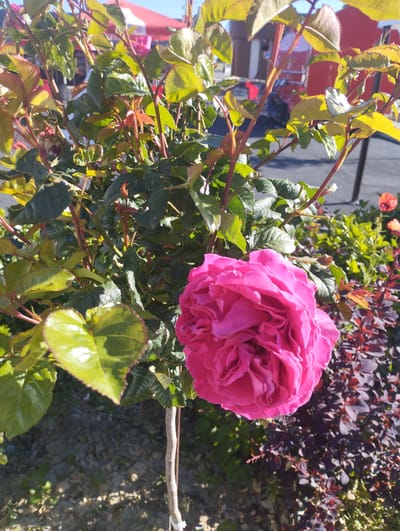 The image shows a close-up of a vibrant pink rose bloom in focus, with lush green foliage surrounding it. The rose is full of petals, tightly packed and creating a textured appearance. The background is softly blurred, hinting at an outdoor setting with other plants and structures. To the right of the rose, a section of ornamental shrubbery with dark reddish-purple leaves is visible. The foreground consists of dry soil and some small green plants. A thin, light-colored stake is supporting the rose stem. The lighting suggests it is daytime, with sunlight casting shadows and highlighting the textures of the leaves and petals. The location is identified as Dardar, Uzbekistan.