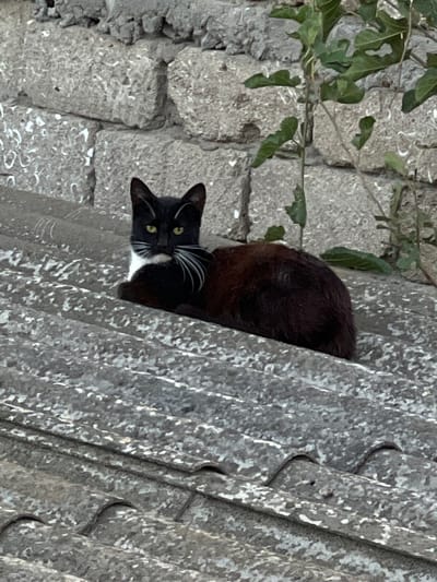 A black and white cat with yellow eyes is lying on a tiled roof in front of a stone wall. Green leaves and branches from a plant are visible in the upper right of the frame, growing against the stone wall. The roof tiles are gray and appear weathered. The cat is facing the camera and has a white chest and white whiskers. The background shows a rough stone wall. The scene is located in the city of Sabunchu, Azerbaijan.