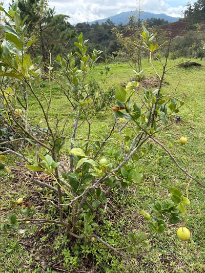 In the city of Ban Khun Wang, Thailand, a small, thorny lemon tree stands on a grassy slope. The tree has sparse green leaves and several small, pale yellow lemons. In the background, more trees and hills can be seen, with some terraced land visible on one of the hills. The sky is overcast with some clouds. There are no people or animals present in the image.