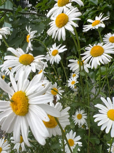 The image shows a close-up view of several daisies with their characteristic white petals and yellow centers, set against a background of lush green foliage. Some of the daisies are in full bloom, while others are partially obscured by leaves and stems. The lighting suggests it is daytime, likely outdoors. The focus is on the flowers, highlighting their delicate textures and vibrant colors. The overall impression is one of natural beauty and a peaceful outdoor setting. The location is identified as Mountcharles, Ireland. There is no text visible in the image.