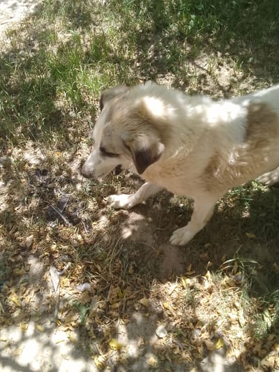 A large, light-colored dog with brown markings is standing on a patch of dry grass and dirt. The dog's head is down, and it appears to be sniffing something on the ground. There are fallen leaves and debris scattered around the dog. Sunlight filters through the trees, creating dappled shadows on the ground. The location is a natural outdoor environment, likely a yard or park area in the city of Muborak, Uzbekistan.