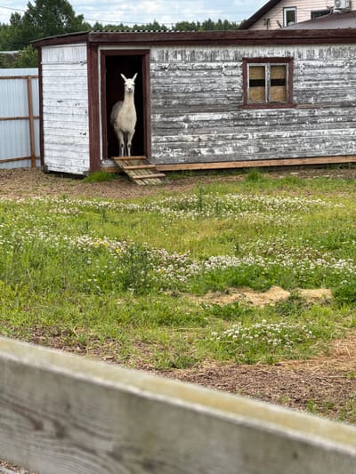 A white llama stands in the doorway of a weathered wooden shed. The shed has a rustic appearance with peeling paint and a small window above the doorway. The llama has its head tilted and is looking directly at the camera with a curious expression. The shed is situated in a grassy field dotted with small white wildflowers. To the right of the shed, there is a wooden fence. The scene suggests a rural setting, likely a farm or an animal sanctuary, possibly in Kamenka, Russia. The lighting appears to be natural, indicating it could be daytime, with overcast skies contributing to a soft, diffused light. The overall impression is one of a peaceful, rural moment captured with a domesticated animal in its environment.