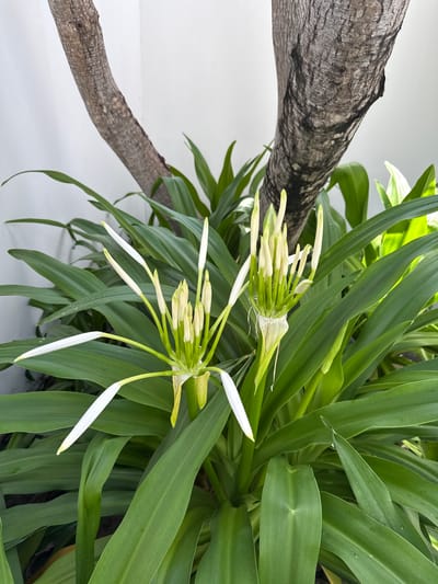 In Cam Lâm, Vietnam, a close-up shot captures a cluster of white Spider Lily flowers, their delicate petals unfurling against a backdrop of lush green foliage and a weathered tree trunk. The flowers, with their slender, pointed petals and a prominent central stamen, are in various stages of bloom, some still tightly budded while others are fully open. The surrounding leaves are broad and deep green, with a slight sheen that suggests they are recently watered. Behind the plant, a stark white wall provides a clean contrast to the organic textures and colors of the foreground. The gnarled bark of the tree trunk, with its visible ridges and dark striations, adds a sense of age and character to the scene. The lighting is bright, casting subtle shadows and highlighting the glossy surfaces of the leaves.