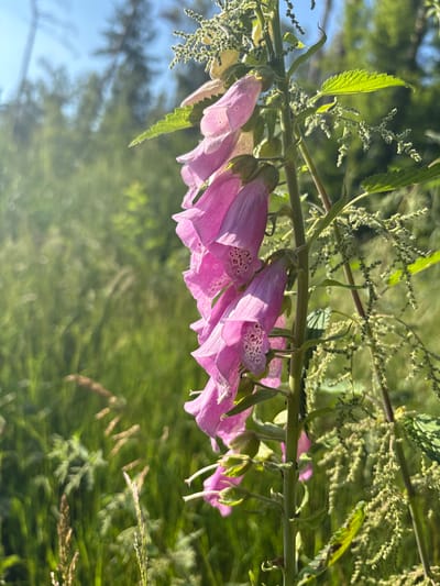 A close-up, eye-level shot focuses on a stalk of purple foxglove flowers in bloom, set against a blurred background of green foliage and a bright blue sky. The foxglove, in full bloom, features multiple bell-shaped flowers, each with a speckled interior and delicately fringed edges. The stalk itself is thick and green, with serrated leaves emerging from its sides. To the right of the foxglove, a smaller plant with feathery green seed heads and serrated leaves is visible, intertwined with the main subject. The background depicts a sun-drenched meadow or forest edge, with tall grasses and trees partially obscured by the bright sunlight, creating a soft, bokeh effect. The scene appears to be a natural outdoor setting, possibly in the city of Żurawiniec, Poland, given the context. There are no people or animals visible in the image.