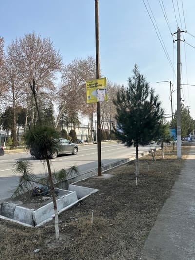 A street view shows a row of trees bordering a road with a car parked alongside. A light pole prominently displays a yellow advertisement. The ground is covered in dry grass, transitioning to a sidewalk with concrete dividers. Power lines stretch across a clear sky. The scene evokes a sense of urban landscaping in an early spring season.