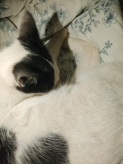 A black and white cat is curled up on a floral patterned comforter. The cat's black ear and part of its face are visible, tucked into its body. The comforter has a light cream background with a delicate pattern of blue-grey flowers and leaves. The scene is a close-up shot, focusing on the texture of the cat's fur and the fabric of the comforter. There are no people or any other discernible objects in the image. The location in Beşik-Jon, Kyrgyzstan, is not evident from the image itself.