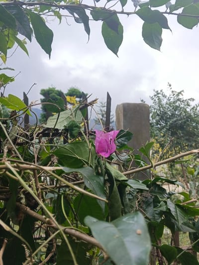 A pink bougainvillea flower blooms among green leaves and tangled brown vines, with parts of a dark metal fence visible behind it. A gray concrete post stands nearby. The background features a cloudy sky, with hints of green and yellow foliage and distant mountains. The scene captures a natural setting with elements of both cultivated and wild growth.