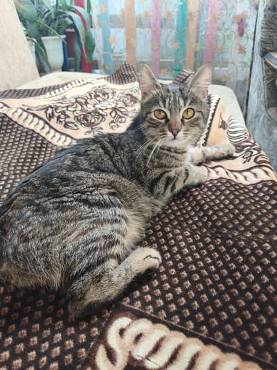 A tabby cat with yellow eyes is lying on a patterned blanket. The blanket is a light brown with darker brown and cream floral and geometric patterns. Behind the cat, a window with sheer curtains is visible. The curtains have a pastel color palette with floral designs. In the background, there are plants in pots and a couch. The cat is looking directly at the camera. This image was taken inside a home in Nevinnomyssk, Russia.