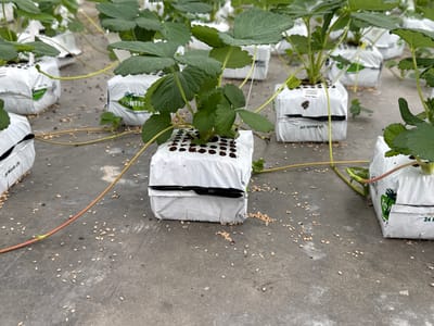 This is a forensic, matter-of-fact description of an image taken in a greenhouse in Maasdijk, Netherlands. The scene depicts an indoor cultivation setup for strawberry plants. Several white, rectangular grow bags, wrapped in plastic sheeting and branded with "HORTEX COCO substrate," are arranged on a grey concrete floor. Each bag contains a strawberry plant with green leaves and stems. Some bags show black tape securing the plastic. Orange and yellow tendrils extend from the plants, some lying across the floor, which is littered with small, light-colored seed-like particles. The lighting suggests an indoor environment, likely a commercial greenhouse. No people are visible in the image.