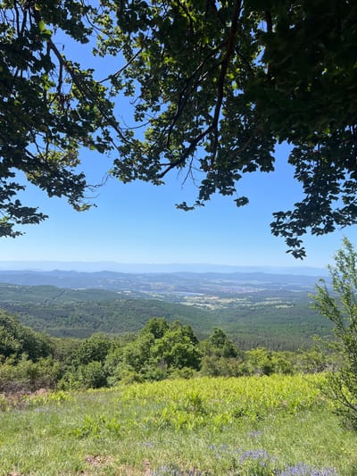 A sunny, outdoor scene shows a view from a high vantage point overlooking a landscape in Panagyurski kolonii, Bulgaria. Trees with dense, green foliage frame the left side and top edge of the image, partially obscuring the clear, blue sky. To the right is a hillside covered in green grass and wildflowers. The terrain below features a mix of forests and open areas, with a hazy, blue horizon in the distance where layers of mountains can be seen.