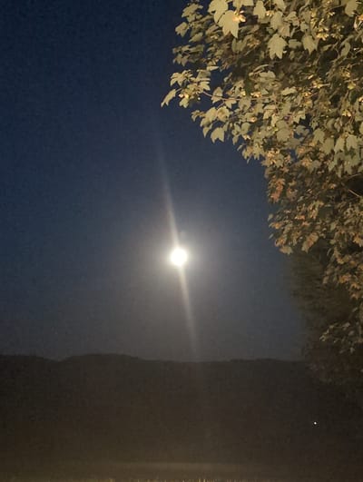 The image depicts a nighttime scene with a bright full moon centrally positioned in a dark blue sky. To the right, the branches of a tree with light green and autumnal-colored leaves extend into the frame. In the background, a silhouetted mountain range is visible against the horizon. The foreground is dark, with hints of illuminated grass or ground. No people or specific landmarks of St. Märgen, Germany are identifiable.