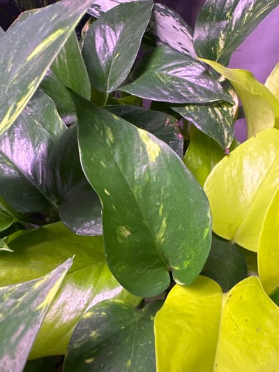 The image is a close-up, overhead view of a lush, green houseplant, likely a Pothos variety, with vibrant green leaves that transition to a bright yellow-green in some areas. The leaves have a waxy sheen and some exhibit lighter green or yellowish variegation. The lighting creates a slightly purplish hue on some of the darker green leaves. The plant appears healthy and well-maintained. There is no indication of a specific location in Vysokaya Gora, Russia, or any people or actions within the frame.