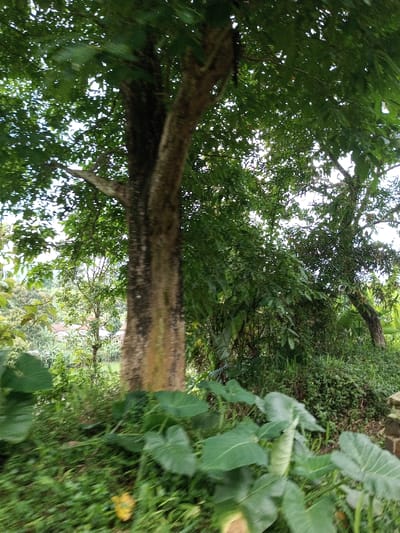 The image depicts a verdant, semi-rural landscape located in Kandenuwara, Sri Lanka. The foreground is dominated by large, broad, dark green leaves, consistent with taro plants, and smaller green ground cover. Centrally positioned, a large tree trunk with rough, mottled brown and greenish-black bark extends upwards, largely obscuring its upper canopy but revealing dense green foliage above. To the right of the main trunk, a thick cluster of various green plants, shrubs, and smaller trees forms a dense undergrowth. In the middle ground, through gaps in the foliage, additional trees and distant residential structures with light-colored walls and possibly red-tiled roofs are faintly visible, suggesting a populated area beyond the immediate natural barrier. The lighting indicates daylight, with sunlight filtering through the dense canopy, creating varying shades of green. No individuals or overt activities are present within the frame. The overall impression is one of lush tropical vegetation bordering a rural settlement, with some motion blur visible, suggesting movement during image capture.
