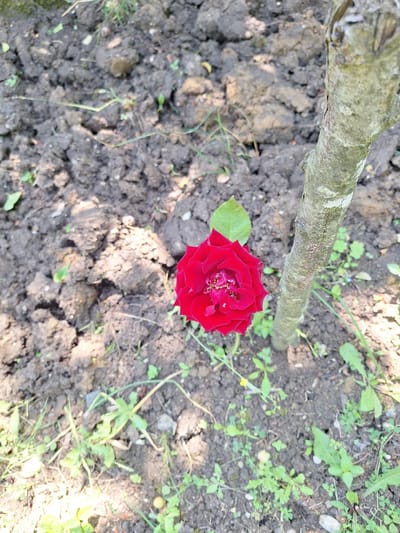 A single, vibrant red rose is the focal point of the image, positioned in the center-left foreground. It is set against a backdrop of dark, tilled soil, with sparse green weeds and grass scattered throughout. A thin, grey tree trunk, rough in texture, stands to the right of the rose, its bark showing signs of age. The scene is illuminated by natural daylight, casting soft shadows on the soil. The location is identified as Zeda Sazano, Georgia, suggesting an outdoor garden setting. There are no people or animals visible in the frame, and no specific actions or interactions are depicted.