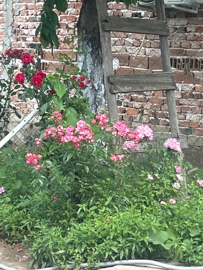 The image displays a vibrant outdoor scene, likely a garden or yard, dominated by lush greenery and blooming roses. The primary subjects are numerous clusters of pink roses, varying in shades from light to deeper pink, and a smaller group of red roses, all intertwined with abundant green foliage.
In the foreground and midground, a rustic wooden fence or railing, composed of weathered planks, runs horizontally across the frame. Behind this wooden structure and the plants, a brick wall is visible. This wall features a pattern of reddish-brown bricks, possibly older or traditional in style, with some lighter mortar lines and visible gaps, suggesting a textured or partially damaged surface. A fine wire mesh or netting is also present, possibly used to support the climbing plants or as part of the fence structure.
The scene depicts a static, natural setting. No human activity or specific event is taking place. The time of day appears to be daytime, characterized by bright and even lighting, suggesting clear weather conditions. The overall atmosphere is one of natural beauty and tranquility, indicative of a well-maintained garden or a wilder growth of flora. There is no visible text in the image. Given the provided context, this scene is located in Pishtigovo, Bulgaria.