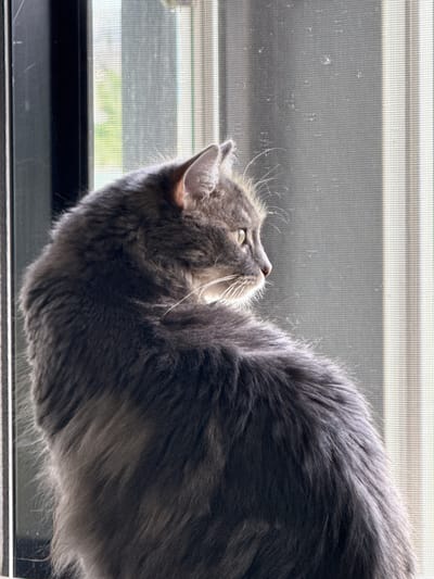 A medium shot, vertical image shows a grey, long-haired cat sitting on what appears to be a windowsill, looking out of a window with a screen. The cat is facing to the right, with its head turned, revealing its profile and light-colored eyes. Its fur is fluffy and appears to be a dark grey with lighter grey and white highlights, particularly around its face. Sunlight casts shadows on the cat's fur and highlights its whiskers. The window is framed by a dark vertical element on the left and a white vertical element on the right. The screen is visible, showing a mesh pattern. Through the screen, the background is blurred but suggests an outdoor environment with greenery and vertical lines, possibly representing blinds or outdoor structures. There are no people or other animals visible in the image. The scene is indoors, with the window providing a view to the outside. The specific location in the city of Edmonton, Canada is not identifiable from the image content.