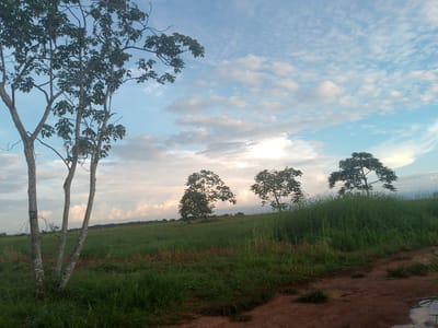 A photograph taken from ground level shows a rural landscape under a partially cloudy sky. In the foreground, on the left, a cluster of three slender trees with rough, grey bark and sparse, green foliage stands against a bright blue sky. The trees are positioned close together, with their trunks leaning slightly away from each other. The ground in the foreground is covered with lush green grass, with some areas appearing dry and brown. A dirt path, muddy in places with puddles, runs diagonally across the lower right portion of the image.
In the middle ground, the grassy terrain slopes upwards, dotted with several trees of varying sizes. One prominent tree stands to the left, appearing shorter and fuller than the foreground trees. Further to the right, two taller, more slender trees with rounded canopies are silhouetted against the sky. These trees are also surrounded by grass. The background shows a distant treeline under a sky filled with soft, white, and grey clouds. The overall scene suggests an open, natural environment, likely in a rural area. The image does not depict any people, buildings, or urban elements. The quality of the image is somewhat grainy, suggesting it was taken with a lower-resolution camera or under low-light conditions.