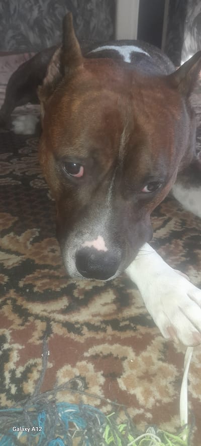 The image shows a close-up of a brown and white dog lying on a patterned carpet. The dog's head is resting on its paw. The dog has its eyes open and is looking towards the camera. There is a white marking on its nose. The background is out of focus, but appears to be indoors. The bottom left corner of the image contains a watermark that reads "Galaxy A12." No specific location within Rodniki, Russia is discernible from the image itself.