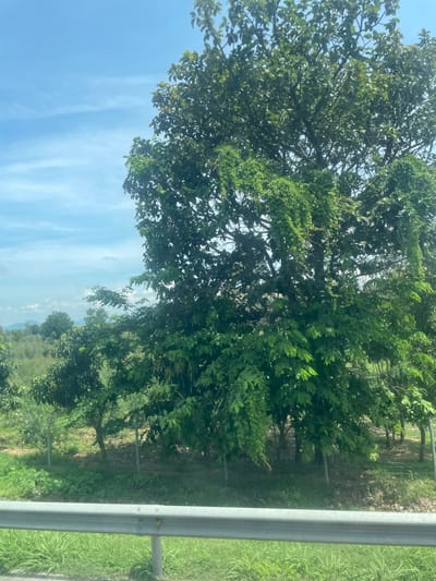 The image shows a lush green tree with dense foliage, partially obscuring the blue sky with wispy clouds. In the background, there is a field with scattered trees and foliage, suggesting a rural or semi-rural setting. A metal guardrail runs across the foreground, indicating the presence of a road. The scene is consistent with the landscape of Song Luy, Vietnam, characterized by its abundant greenery and open spaces.