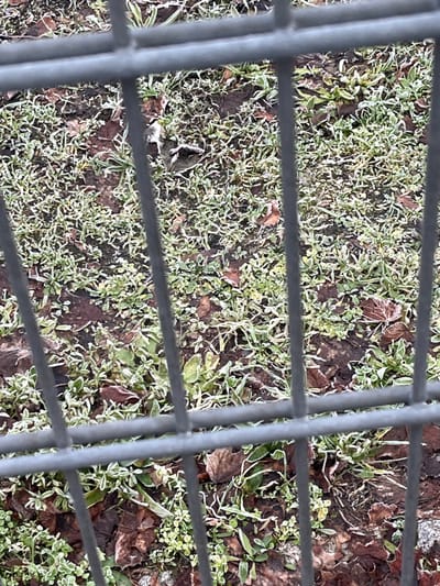 The image captures a ground-level view of an outdoor area, seen through a grey metal grate or fence in the foreground. The ground is largely covered by small green plants, appearing to be a mix of grass and low-growing weeds, interspersed with numerous fallen brown leaves. A prominent detail is the white frost clinging to the edges and surfaces of the green foliage and some of the brown leaves, indicating cold, freezing weather conditions, likely during winter or late autumn. The metal grate comprises horizontal and vertical bars that partially obscure the view of the ground. The scene depicts a natural landscape, possibly a garden bed or a wild patch of earth, in Bamberg, Germany. No human activity or visible text is present.