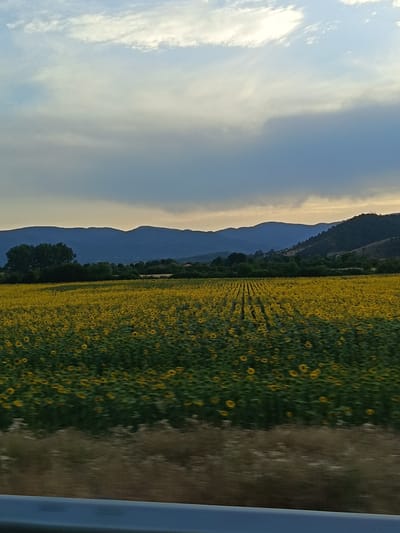 The image shows a vast field of sunflowers stretching towards a line of dark blue mountains under a cloudy sky. The sunflowers are in full bloom, their yellow petals a vibrant contrast to the deep green foliage. The field appears to be cultivated in neat rows, with some areas showing a slightly more sparse arrangement of flowers. In the background, a dense line of trees forms a dark border between the sunflower field and the mountainous landscape. The mountains themselves are layered, with the furthest peaks appearing as faint silhouettes against the lighter sky. The sky is a mix of pale blues and grays, with wisps of white clouds catching the light, suggesting it might be late afternoon or early evening. The foreground shows a blurred strip of ground, possibly indicating the image was taken from a moving vehicle. A dark, horizontal barrier is visible at the bottom of the frame, further suggesting a roadside perspective. The overall scene depicts a rural landscape, likely in or around Skravena, Bulgaria, characterized by agricultural cultivation and natural topography. There are no people or specific actions depicted in the image.