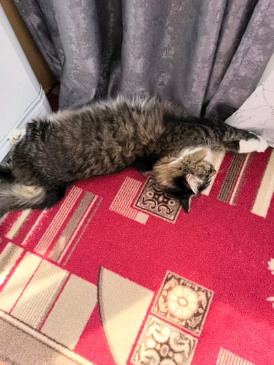 A long-haired, gray and brown tabby cat is sleeping on its back on a red rug with a geometric pattern. The cat's body is stretched out, and its paws are resting on the rug. The rug has stripes of beige and brown, and a square pattern with floral designs. Behind the cat, a gray curtain hangs, and to the left, a white object, possibly furniture, is visible. The scene appears to be indoors. There is no information in the image to suggest a location in Veshenskaya, Russia.