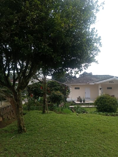 This outdoor scene, located in Nghĩa Đồng Commune, Vietnam, presents a static view of a building amidst lush vegetation under an overcast sky. In the foreground, a large deciduous tree with a thick, mossy trunk is prominently positioned on the left, its dense green canopy extending into the upper left and central portions of the frame. The lower foreground is covered by a well-maintained, short green lawn. A low stone retaining wall is partially visible on the far left.
In the midground, to the right of the large tree, an open-air structure, possibly a pergola or trellis, is covered with dense green foliage and features some red flowering plants. Additional smaller trees and various shrubs are interspersed throughout this area. A discernible pathway or cleared ground leads towards the background building. A compact, spherical green bush is situated on the right side of the lawn.
The background is dominated by a single-story building with pale yellow or cream-colored walls and a dark, corrugated roof. The building exhibits multiple rectangular, high-set windows and a central white entrance door. A covered porch area is visible on the right side of the building, above which the inscription "GUNUNG MURIA" is present. Behind the building, additional dense trees form a darker green backdrop against the bright, possibly overcast, sky. No individuals are present in the scene.