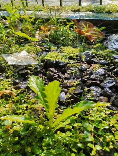 The image depicts a close-up, low-angle view of a patch of ground covered with small, dark, wet rocks and lush green vegetation. Tiny purple flowers are scattered amongst the plants. In the foreground, a large, bright green leaf with serrated edges is prominently featured. To the left of the foreground leaf, a piece of translucent plastic sheeting is visible. The background shows more greenery and the sun glinting off water droplets, suggesting a recent rainfall. The scene appears to be an outdoor environment, likely in a garden or natural setting. There are no people or animals visible in the image. The location is identified as Tanjungsari, Indonesia.