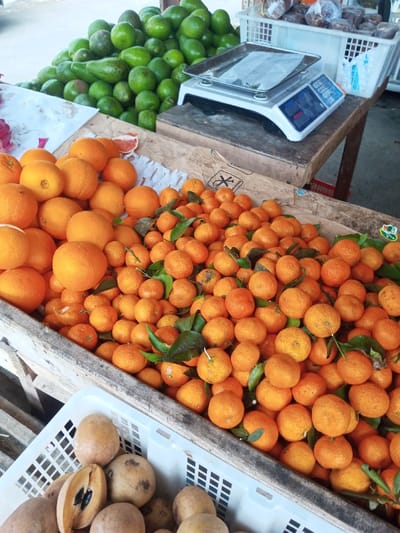 A vibrant display of fruits, including a heap of green avocados, various sizes of oranges, and a basket of sapodilla. A digital weighing scale rests atop a wooden surface near the avocados. The oranges are plentiful, some adorned with leaves, adding a touch of freshness. The arrangement suggests a market setting with a bountiful harvest.