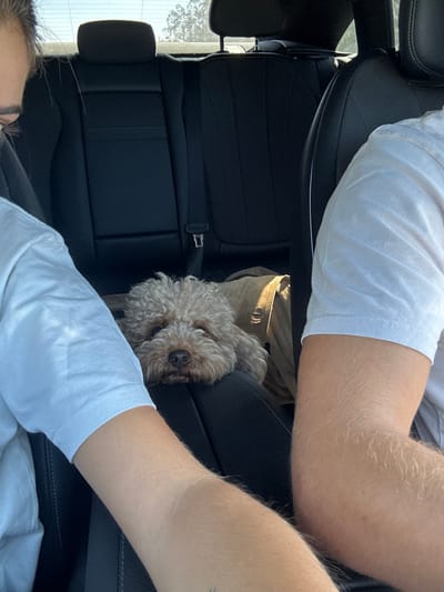The scene is set inside a vehicle in the city of Pombal, Portugal. A light-brown, curly-haired dog is centrally positioned in the mid-ground, resting its head on a black car seat or console, looking towards the front of the vehicle. Behind the dog, a tan-colored bag or blanket is visible on the rear seat floor. Two individuals occupy the front seats, with only their arms and shoulders partially visible in the foreground, both wearing white short-sleeved shirts. The left individual's arm displays a faint tattoo. The rear passenger seats, upholstered in black, are unoccupied. Through the rear window, a sunlit outdoor environment with trees and clear sky is discernible.