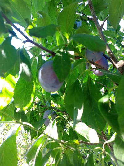The image displays a close-up view of several ripe plums hanging from a tree branch amidst lush green foliage. The plums are a deep purple color with a slight bluish hue, and some exhibit a dusting of white bloom. Sunlight filters through the leaves, creating bright highlights and casting shadows, suggesting an outdoor setting. The background is blurred, with hints of more greenery and possibly a bright sky. Without specific landmarks or contextual information, it is not possible to determine the precise location within Beinasco, Italy.