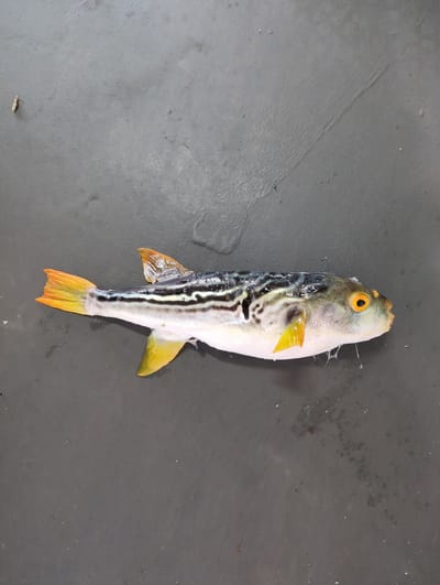 A single, deceased pufferfish lies on a dark, textured surface, possibly concrete or asphalt, with some small debris scattered around. The fish is oriented horizontally, facing right. Its body is elongated with a rounded belly and a distinctly patterned back featuring dark, wavy lines against a lighter background. The fins, including the dorsal, pectoral, and tail fins, are a vibrant yellow-orange. The fish's eyes are large and orange with dark pupils. The surface beneath the fish appears slightly damp in places, and there are some faint streaks or marks on it. The background is a uniform dark gray, suggesting an outdoor or industrial setting. The image is well-lit, clearly showing the details of the fish and its immediate surroundings. No other subjects or objects are visible, and no specific location in Kobe, Japan, can be identified from the image alone.