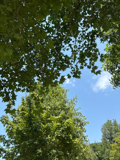 This image is an upward-looking shot of trees against a bright blue sky with a few wispy clouds. The perspective emphasizes the foliage and the expansive sky.

The main subjects are the lush green leaves and branches of several trees, viewed from below. The leaves appear to be from deciduous trees, with some exhibiting a broad, lobed shape. The trees fill a significant portion of the frame, with their canopies creating a natural ceiling against the sky.

There is no discernible activity or event taking place; the image captures a static, natural scene.

Notable details include the clear, sunny blue sky, suggesting daytime. The bright lighting indicates a sunny day. The lushness of the leaves implies it is likely spring or summer. The trees themselves, along with the clear sky, suggest an outdoor setting, possibly a park, forest edge, or garden. Given the location context of Bürgstadt, Germany, this scene could be a typical summer day in the German countryside or a town park. There is no visible text in the image. The overall mood is serene and peaceful, evoking a sense of nature's beauty and tranquility.